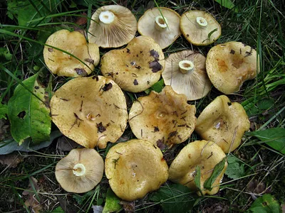 Груздь жёлтый (Lactarius scrobiculatus) фотографии, видео и истории