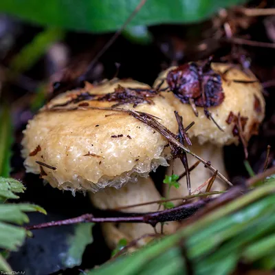 Груздь жёлтый (Lactarius scrobiculatus) – Грибы Сибири