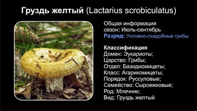 Груздь желтый (Lactarius scrobiculatus) - YouTube