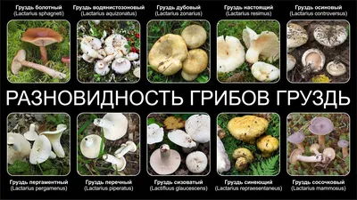 Груздь осиновый (Lactarius controversus) - YouTube