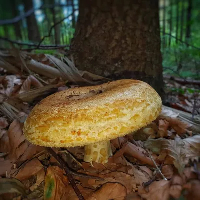 Груздь настоящий (Lactarius resimus): описание, где растет, как отличить,  фото и сходные виды