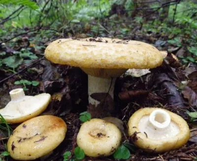 Осенние грибы грузди - 50 фото
