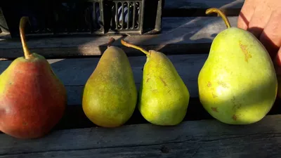 Лучшие сорта груш: рейтинг по срокам, размерам плодов и дерева