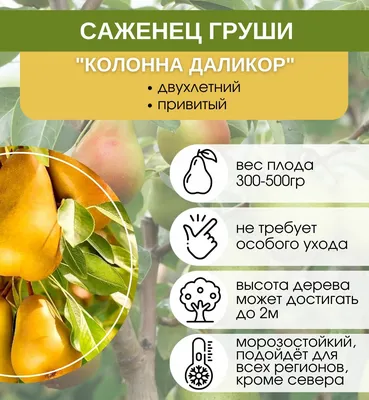 Саженцы груша колоновидная даликор — купить по низкой цене на Яндекс Маркете