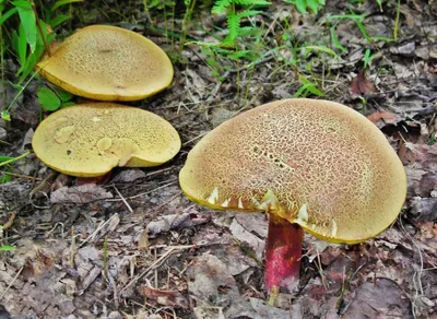 Губчатые съедобные грибы фото
