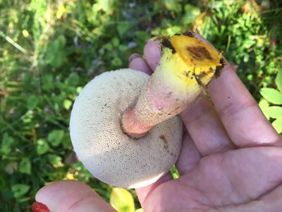 Губчатые съедобные грибы фото