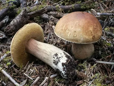 В лесах появились первые грибы / Статья