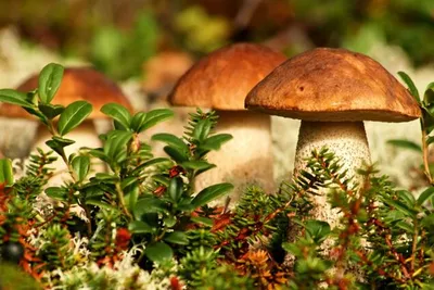 Трубчатые грибы – ядовитые и съедобные: как различить?