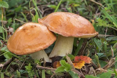 Грибной сезон: гид по самым вкусным видам грибов в средней полосе России -  7Дней.ру