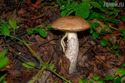 В Одесской области начался грибной сезон: что необходимо знать (фото) — УСІ  Online