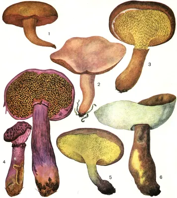 Несъедобные трубчатые грибы - 51 фото