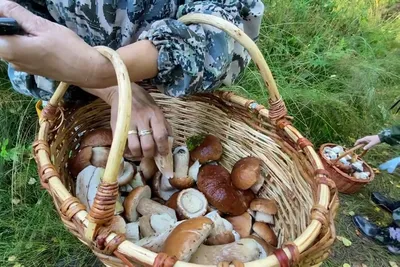 Грибы Ямала: съедобные, ядовитые, где и когда собирать — грибные места |  Ямал-Медиа