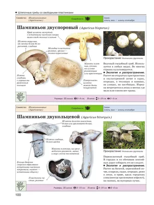 Эксперт рассказал, как правильно замариновать грибы на зиму | ОБЩЕСТВО:  Природа | ОБЩЕСТВО | АиФ Тверь