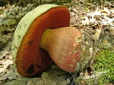 Мицелий грибов Белый гриб, 60 мл — купить в интернет-магазине по низкой  цене на Яндекс Маркете