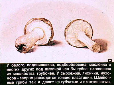 Губчатые грибы съедобные - фото и картинки: 50 штук