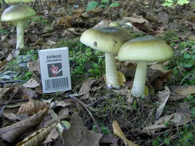 Как собирать грибы: фото съедобных грибов, как их отличить от ядовитых