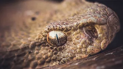 Most venomus viper - Levant viper | Film Studio Aves - YouTube