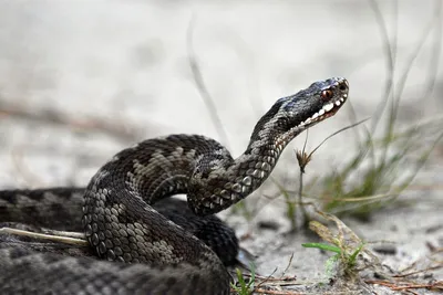 Самая опасная змея на планете. | Удивительное Рядом | Дзен