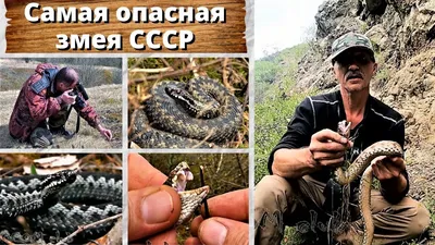 Самая опасная змея СССР. Гюрза. - YouTube