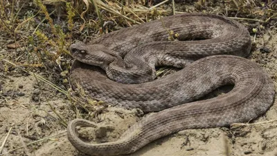 Ядовитые змеи России, как избежать укуса змеи, что делать при встрече с  гадюкой и первая помощь при укусе