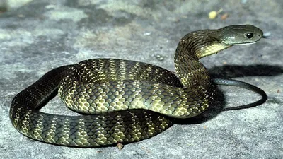Ядовитые змеи Северного Кипра: что делать если укусила змея? | TRSKINFO  Портал о Северном Кипре