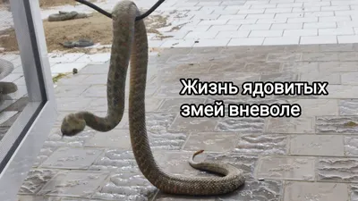 Змеиный питомник в Узбекистане!!! Жизнь ядовитых змей вневоле!! #гюрза #змеи  #узбекистан #кобра - YouTube