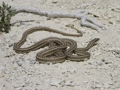 Майские змеи в горах Таджикистана: как защититься и оказать первую помощь?  | Tajikistan News ASIA-Plus