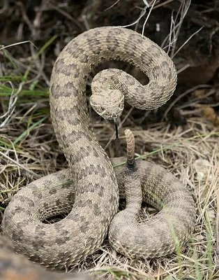 Гюрза змея - 53 фото: смотреть онлайн