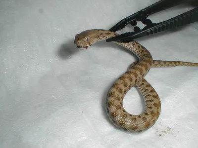 Гюрза - самая ядовитая змея в России 🌟 Фото, описание, ареал, враги ✓