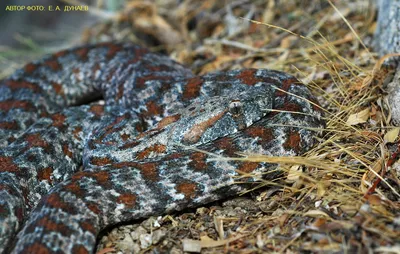 Гюрза - Macrovipera lebetina