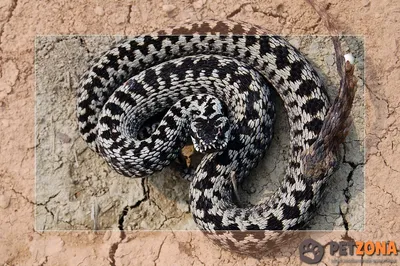 Гюрза - самая ядовитая змея в мире
