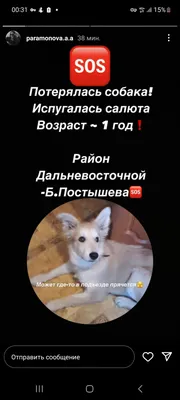 Пропала собака, Иркутск, Pet911 - Всероссийская система поиска и возврата  животных.