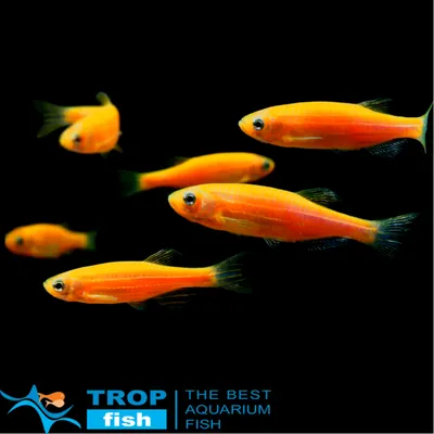 Данио морковная GloFish | GLO FISH | Каталог | TropFish – здоровые  аквариумные рыбки оптом с быстрой доставкой по Украине.