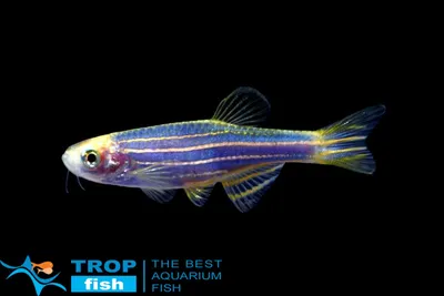 Данио синь космоса GloFish | GLO FISH | Каталог | TropFish – здоровые  аквариумные рыбки оптом с быстрой доставкой по Украине.