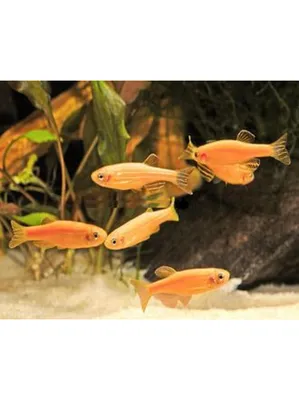Данио гло желтый , аквариумная рыбка
