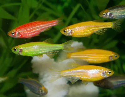 Данио рыбки (10 видов): сколько живут, содержание, уход, живородящие или  нет, температура