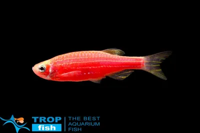 Данио червона калина GloFish | GLO FISH | Каталог | TropFish – здоровые  аквариумные рыбки оптом с быстрой доставкой по Украине.