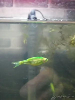 Аквариумная рыбка Данио GloFish - Желтая
