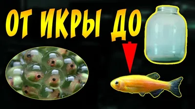 Низкая цена! Купить Данио Хопра ( Danio choprae ) за 100 руб.! В наличии  более 280 видов аквариумных рыбок и 4000 товаров для аквариума!