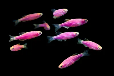Данио мятный леденец GloFish | GLO FISH | Каталог | TropFish – здоровые  аквариумные рыбки оптом с быстрой доставкой по Украине.