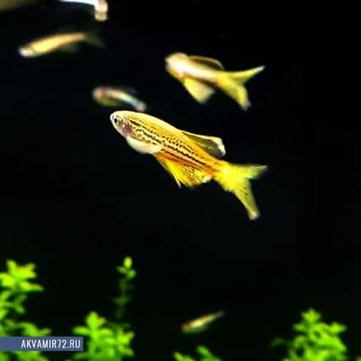 Аквариумная рыбка Данио GloFish - Синяя