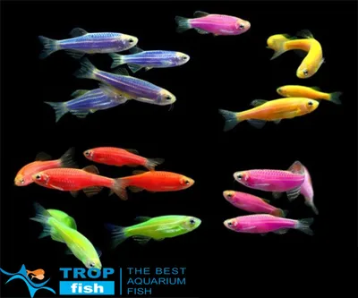 Данио ассорти GloFish | GLO FISH | Каталог | TropFish – здоровые  аквариумные рыбки оптом с быстрой доставкой по Украине.