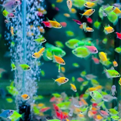 Аквариумные рыбки. Рыбки GLO fish (данио, барбусы, тернеции). - YouTube