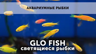 Данио рыбки содержание и уход: уход, содержание, размножение,  совместимость, корм