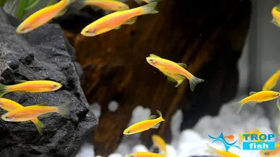 Топ-5 способов, как отличить самца рыбки данио от самки
