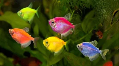 Мальки данио GloFish - YouTube