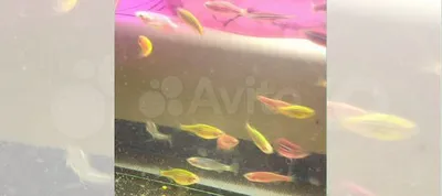 Аквариумная рыбка Данио рерио: содержание и уход, размножение
