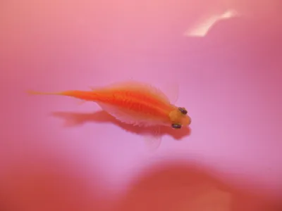 Данио рерио флуоресцентная (Glo Fish) - Интернет магазин ReefTime - товары  для аквариума