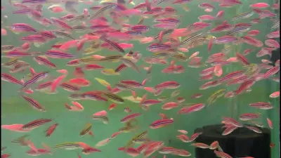 Светящаяся данио GloFish – справится даже новичок — RibnyDom.Ru