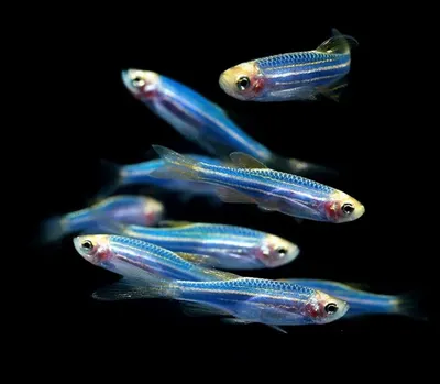 Danio Glofish Cosmic Blue - Данио Глофиш Синий - Рыбки - Nano Fish